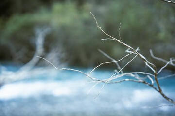 Close up of small branches