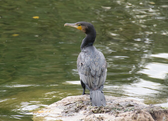 Kormoran 
