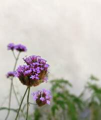 Close-up of purple verbena flowers with soft blurred background. Minimalist floral composition, natural soft light, and shallow depth of field create a calm and elegant atmosphere