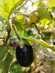 Close up shot of brinjal hanging on plant.