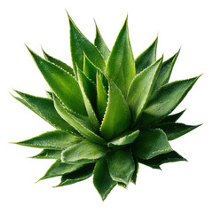 Fototapeta premium Vibrant green agave plant with water droplets on sharp pointed leaves succulent, Png On White Background, Isolated on Transparent Background, Cut Out
