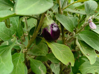 Close up shot of brinjal hanging on plant.
