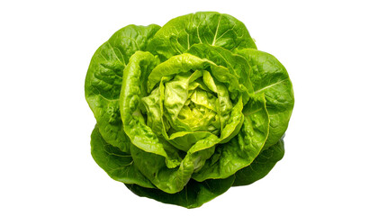 Fresh, vibrant butter lettuce head isolated on a black background