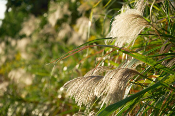 日差しを受けて輝くススキの穂。日本の秋らしい風景。