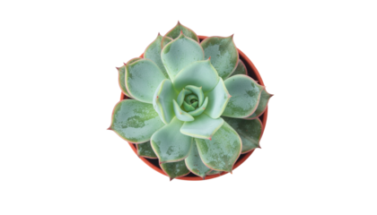 A green spiral succulent cactus. Green succulent cactus flower tropical plant top view isolated on solid white background