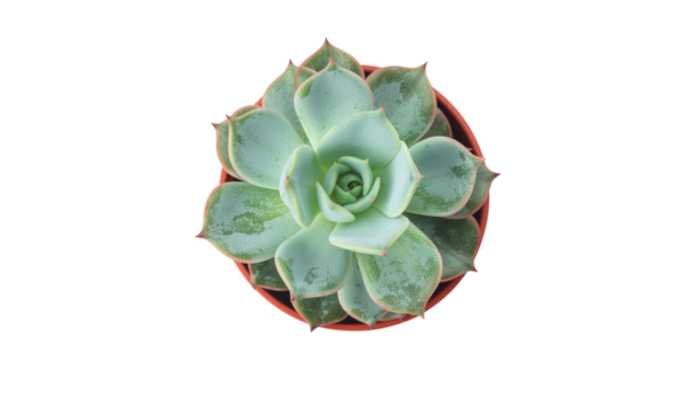A green spiral succulent cactus. Green succulent cactus flower tropical plant top view isolated on solid white background