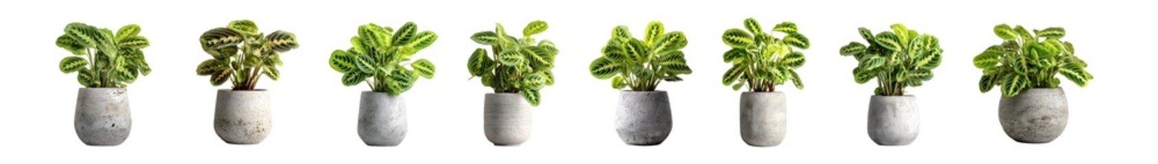 A collection of green leafy houseplants in grey vases.