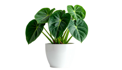 Lush green houseplant with large, veined leaves in a simple white ceramic pot, against black background