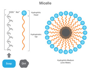 Diagram of Micelle Showing Lyophilic Head and Lyophobic Tail in Soap Molecule Structure