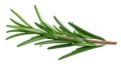 Fototapeta premium Close-up of a fresh rosemary sprig with green leaves and brown stem on black