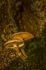 wild mushroom