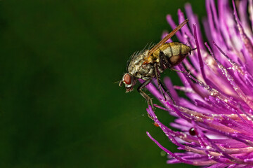 Fliege © Dominik