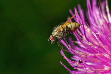 Fliege © Dominik
