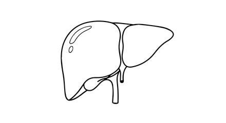 Human Liver Line Drawing – Anatomical Black-and-White Educational Sketch