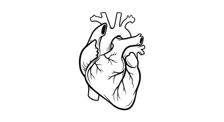 Anatomical Line Drawing of the Human Heart for Medical Study