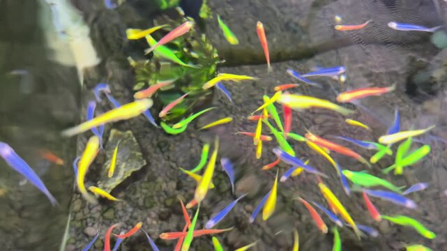 danio ornamental fish or colorful ornamental fish in the aquarium. Suitable for relieving stress, for young children who are new to ornamental fish.