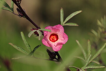 Vibrant Hibiscus Blossom: Tropical Beauty in Full Bloom
