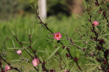 Vibrant Hibiscus Blossom: Tropical Beauty in Full Bloom

