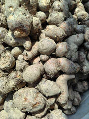 Close up shot of pile of Taro root.