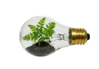 Isolated lightbulb with green fern growing, sustainable energy concept, creative eco idea