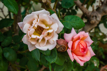 Soft Pink Rose Bloom With Delicate Petals in Garden Setting