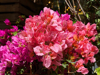 Bougainvillea flowering plant pink red blossom.