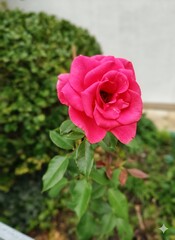 Close-up of a delicate pink rose in full bloom, captured in sofn natural light 