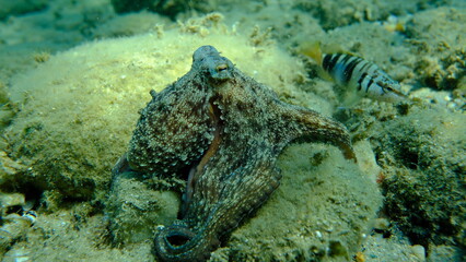 Common octopus (Octopus vulgaris) hunting, Aegean Sea, Greece, Halkidiki, Pirgos beach