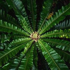 Overhead view of lush, dark green plant with radiating fronds