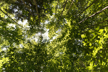 green leaves in the sun Features a forest canopy with sunlight filtering through green leaves. No people. Full-frame composition, green color tone. Realistic style, background is forest