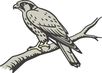 Illustration of a falcon bird perched on a branch wildlife avian predator nature birdwatching ornithology art vector vector illustration