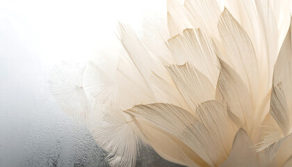 Fototapeta premium Delicate cream petals of a flower with soft light