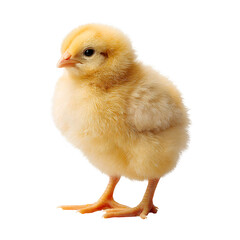 Fototapeta premium chicken isolated on white