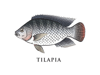 Tilapia. Vector illustration with refined details and optimized stroke that allows the image to be used in small sizes (in packaging design, decoration, educational graphics, etc