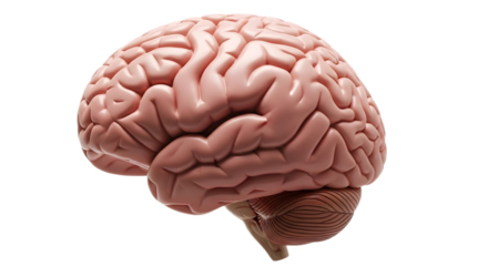 Human brain anatomical model on transparent background, png