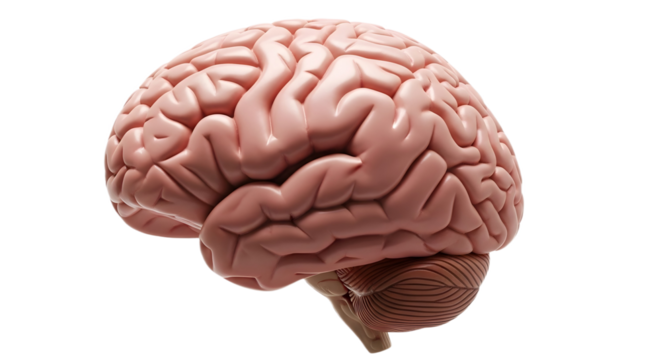 Human brain anatomical model on transparent background, png