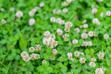 A Vibrant Clover Field adorned with Delicate White Flowers, creating a breathtaking view