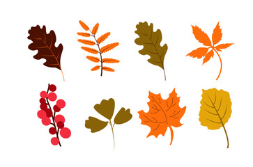Autumn  leaves set . Yellow ,orange, red, green foliage collection. Vector illustration in flat style. Isolated on a white