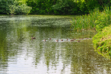 A serene lakeside view with reflections and rich vegetation that captivates all around