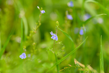 Delicate and beautiful blue flowers bloom among lush green grass in natures vibrant embrace