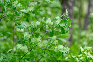 Lush and Vibrant Green Foliage of a Leafy Plant Thriving in Its Natural Habitat Environment