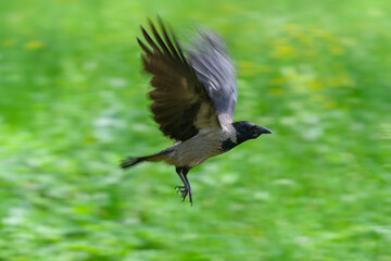 A Beautiful Bird in Flight Gliding Gracefully Against a Vibrant Green Background in Nature