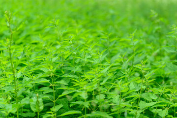 Lush Green Foliage Found in Nature, Representing the Beauty of Our Vibrant Environment