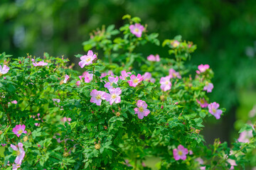 The Blooming Pink Flowers Surrounded by Lush Greenery Create a Beautiful Landscape Scene