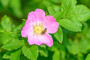 A beautiful bee resting on a pink flower surrounded by vibrant green leaves in nature