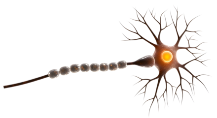 Illustration of a neuron with myelin sheath on transparent background, png