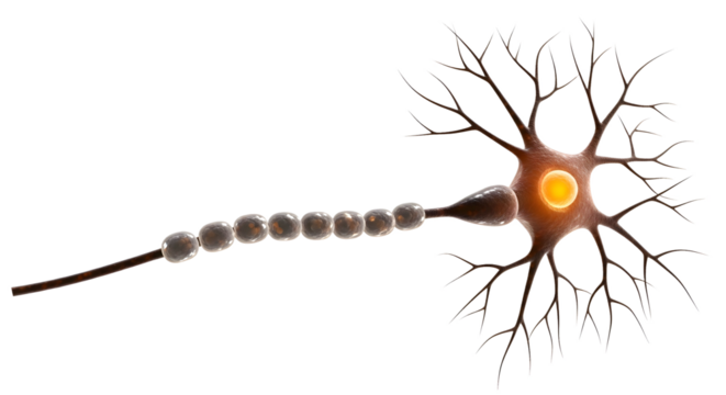 Illustration of a neuron with myelin sheath on transparent background, png - Powered by Adobe