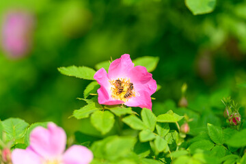 A Beautiful Pink Flower Set Against Lush Greenery of the Vibrant Natural Environment