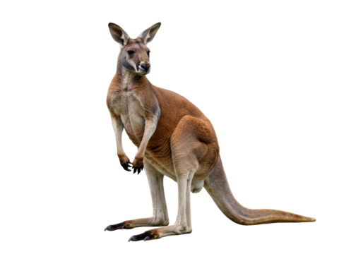 Isolated male red kangaroo standing, Australia wildlife animal mammal, marsupial nature