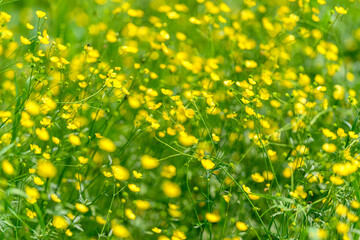 Vibrant and Radiant Yellow Wildflowers Blooming in a Beautiful and Lush Green Field